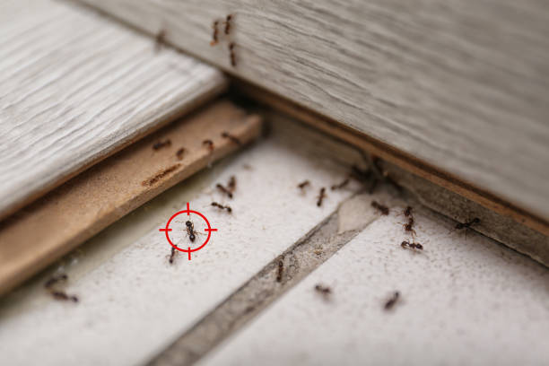 Best Cockroach Control Services  in Gman, IL