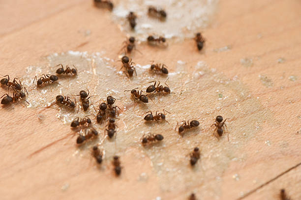  Gman, IL Pest Control Pros